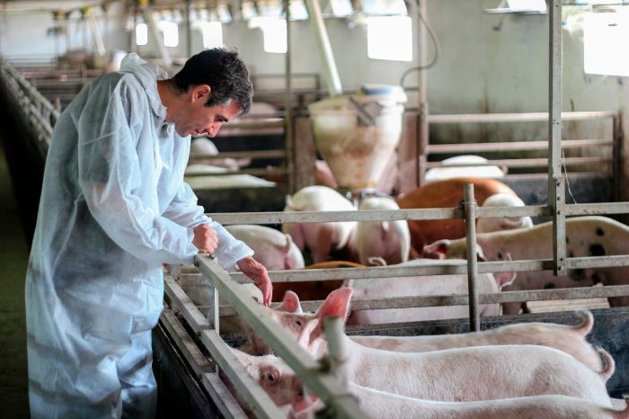 Chile será sede del primer encuentro de Bienestar Animal en América Latina