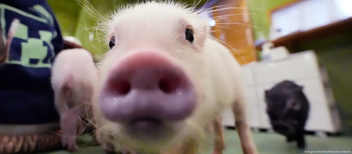 Perros o cerdos: ¿qué animal “lee” mejor la emoción humana?