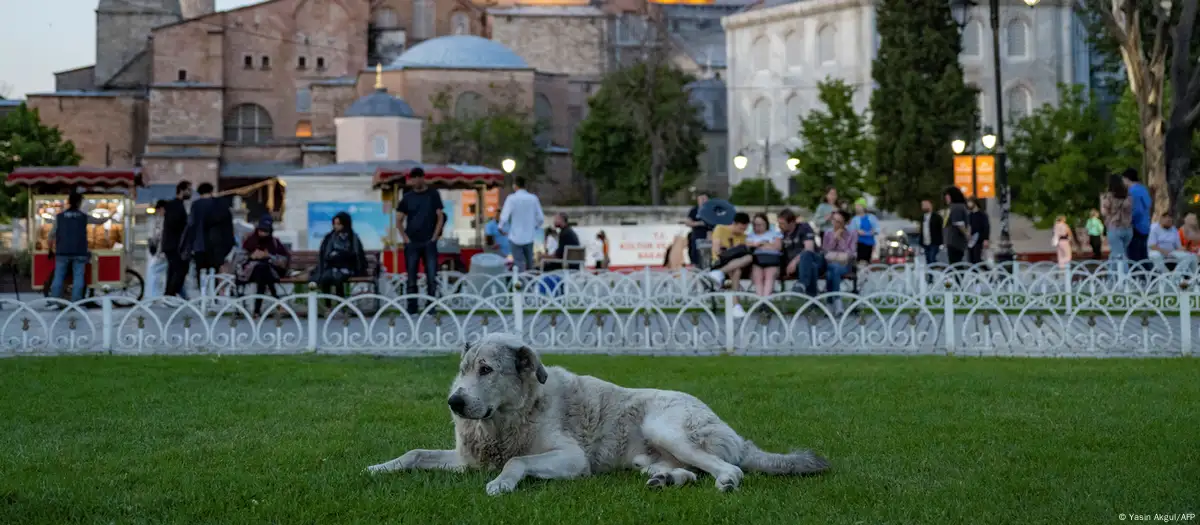 Proponen sacrificar a perros “agresivos” en Turquía