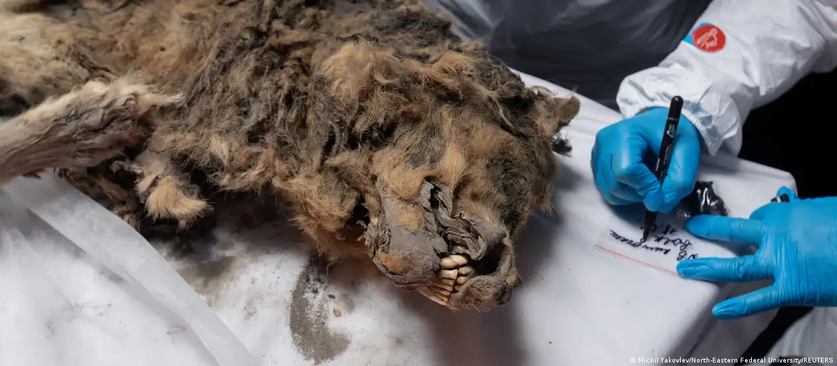 Hacen autopsia a lobo de 44.000 años congelado en Permafrost