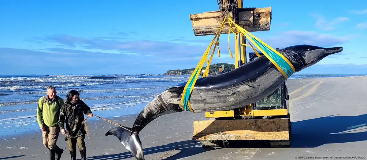 Encuentran ejemplar de la ballena más rara del mundo