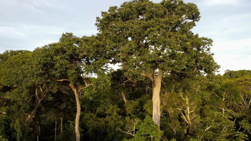 El hallazgo de que los árboles también absorben metano y qué implica contra el cambio climático