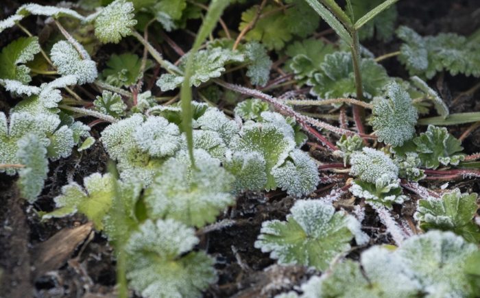 Cuidado de plantas durante el frío extremo: expertas entregan consejos para su protección