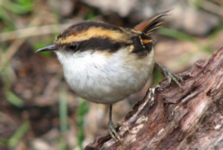 Estudio sobre pequeña ave que habita en Chile busca entender mejor el fenómeno del estrés