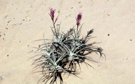 Hallazgo crítico sobre crecimiento de plantas en condiciones de extrema sequedad