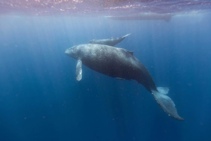 El poder de las ballenas para mejorar la subsistencia humana y el ecosistema