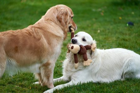 Las tiendas de mascotas físicas experimentarán una tasa de negativa de crecimiento entre 2024 y 2028