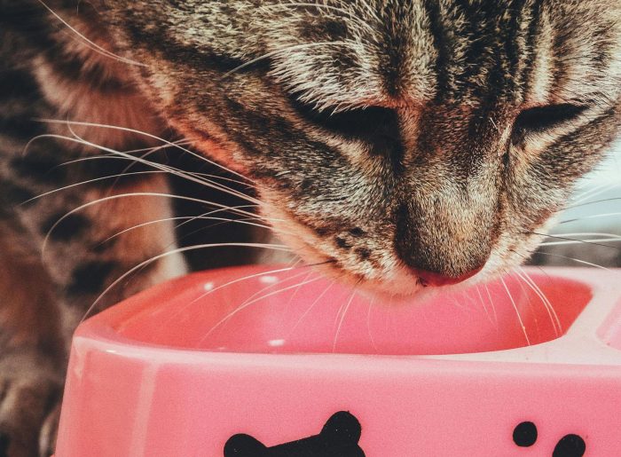 ¿Alimentarías a tu gato con insectos? La apuesta de un equipo por los bichos en la dieta felina