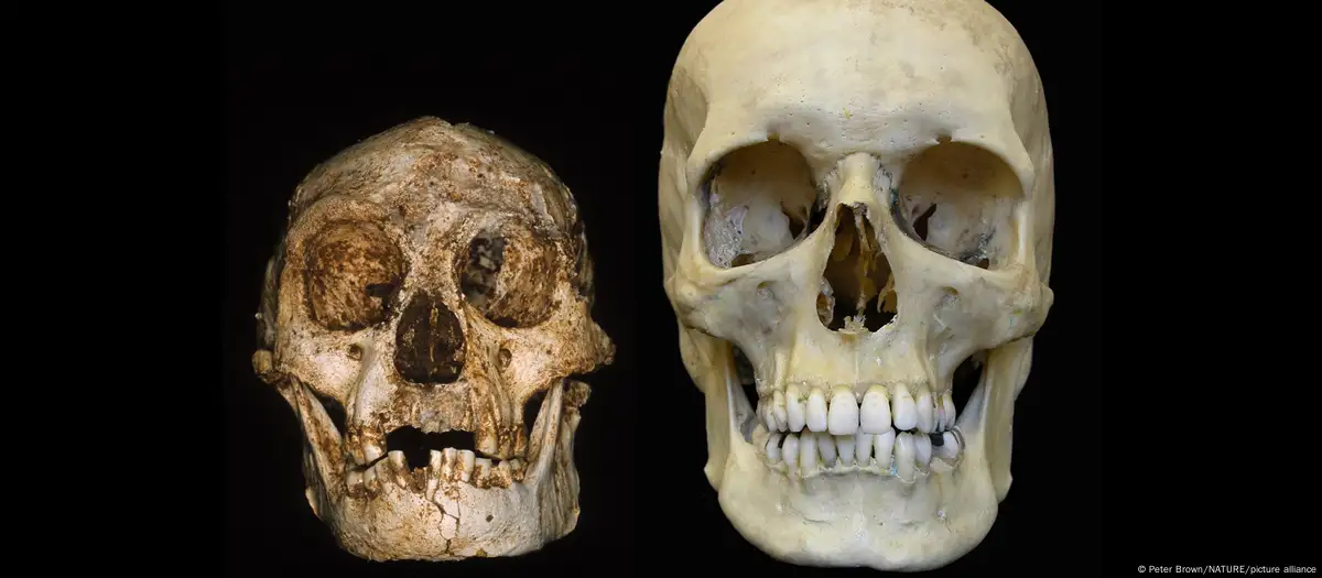 El hueso de un brazo arroja luz sobre el origen del Homo floresiensis, el hobbit de Flores