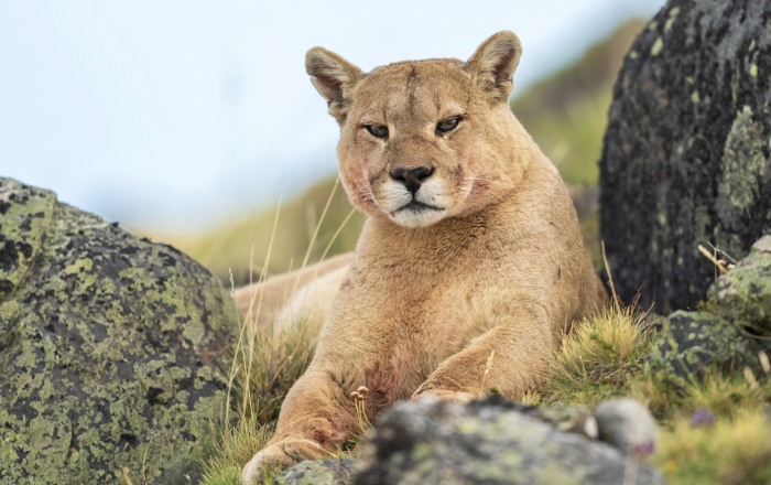 Expansión de asentamientos humanos condiciona desplazamiento de pumas