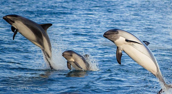 Captan inédito registro de marsopa interactuando con delfines australes