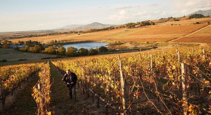 Sabiduría ancestral para producir vino sin químicos en Sudáfrica