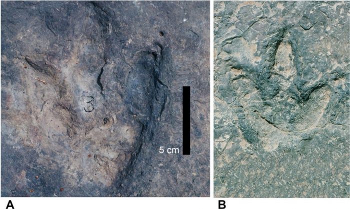 Huellas casi idénticas de dinosaurios separadas por 6.000 kilómetros