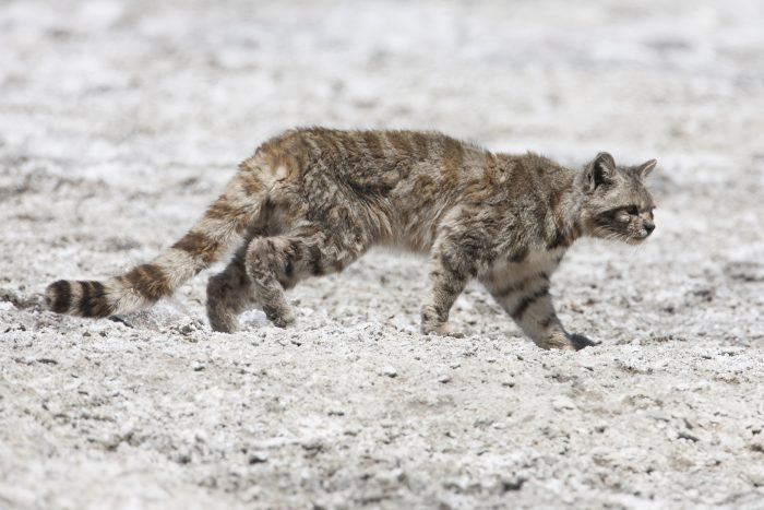 Gato andino es uno de los cinco felinos más amenazados del mundo