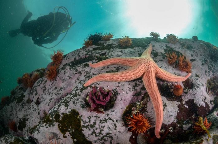 Un mar de sorpresas por descubrir en Chile