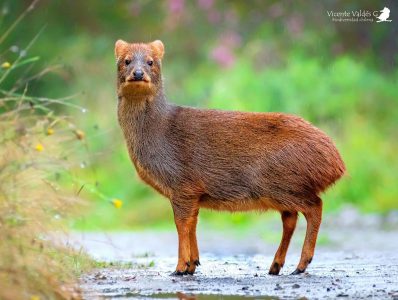 Pudú gana votación ciudadana para secuenciación genética en proyecto 1000 Genomas