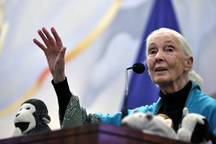 La destacada etóloga Jane Goodall recibe Doctor Honoris Causa de la Universidad de Chile