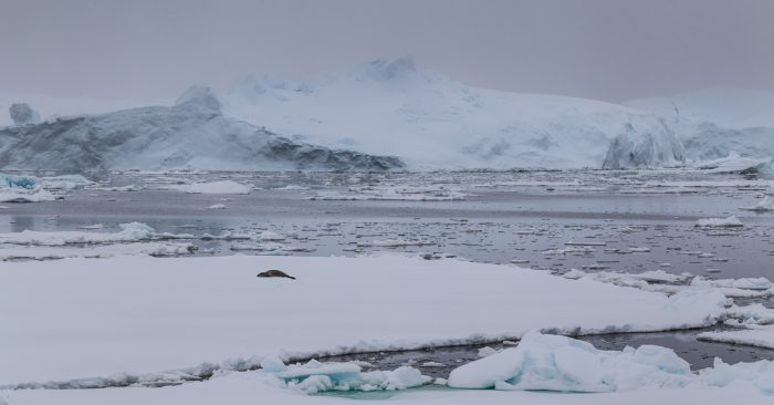 Ciencia, incertidumbre y toma de decisiones para la conservación en el océano Austral