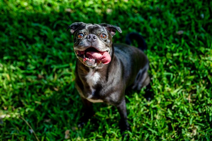 Guía para dejar a tu perro en las mejores manos durante Fiestas Patrias