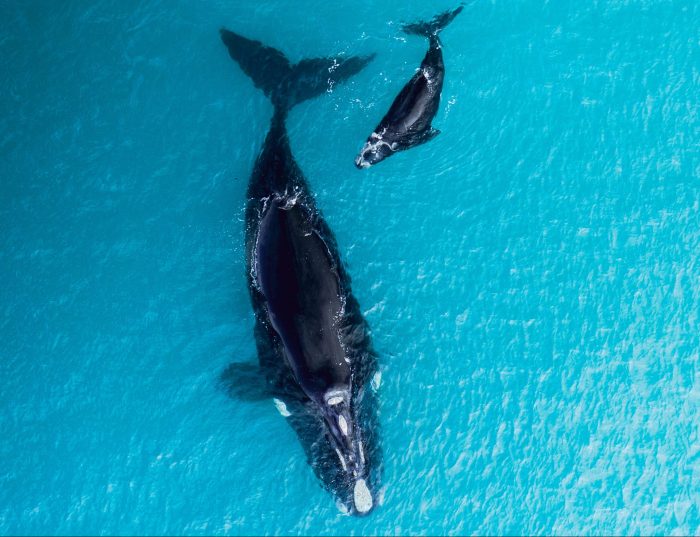 Ballena y su cría en la costa de Concón: explican por qué su avistamiento es inusual