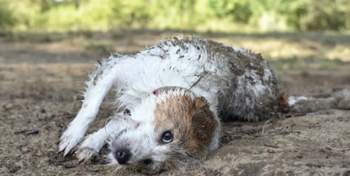 Por qué a los perros les gusta revolcarse en excrementos