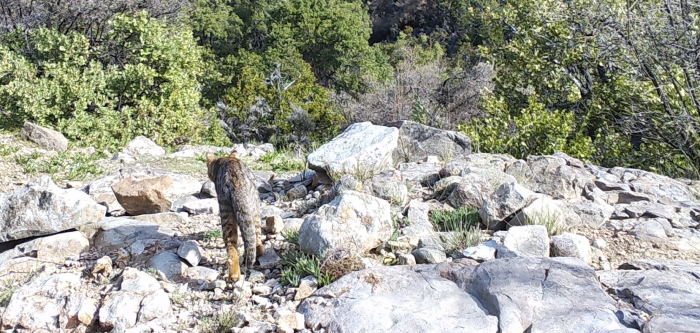 [Lo+leído] Registran presencia del gato colocolo en la Reserva Natural Altos de Cantillana