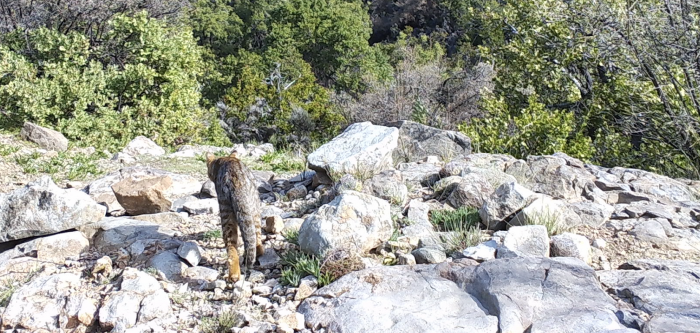 Registran presencia del gato colocolo en la Reserva Natural Altos de Cantillana