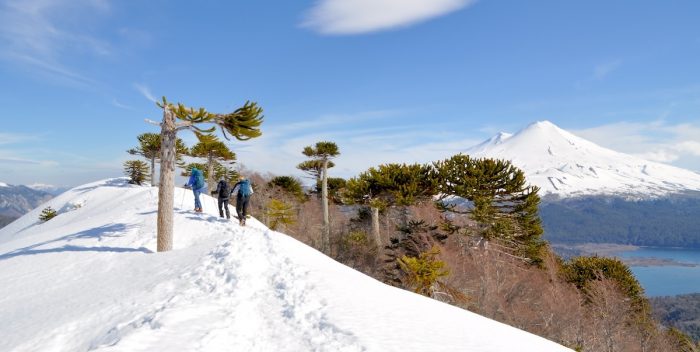 Trekking en Melipeuco: recorriendo senderos entre araucarias ancestrales e imponentes volcanes