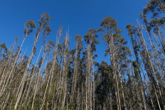 Sstentabilidad forestal: Investigación busca seleccionar eucaliptos resistentes a la sequía