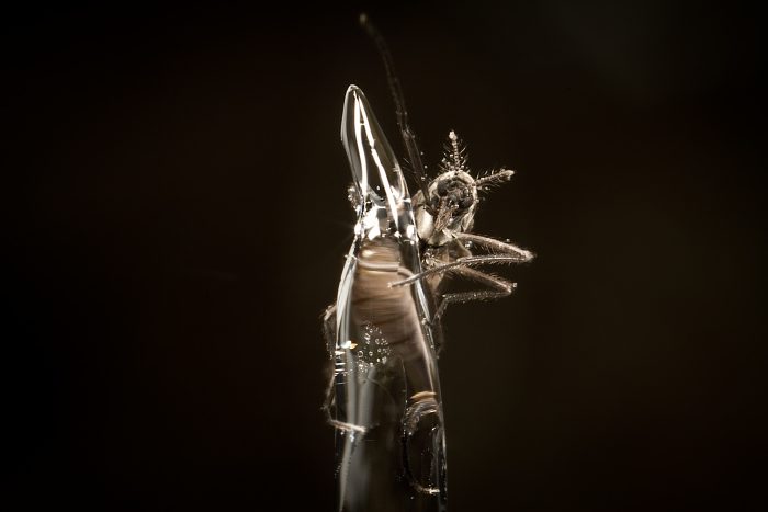 Científica aplica metodología ética para estudiar insectos sin sacrificarlos