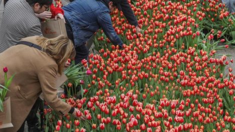 "No tenemos por qué andar dando agua": organización del Día del Tulipán responde a críticas