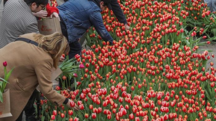 "No tenemos por qué andar dando agua": organización del Día del Tulipán responde a críticas