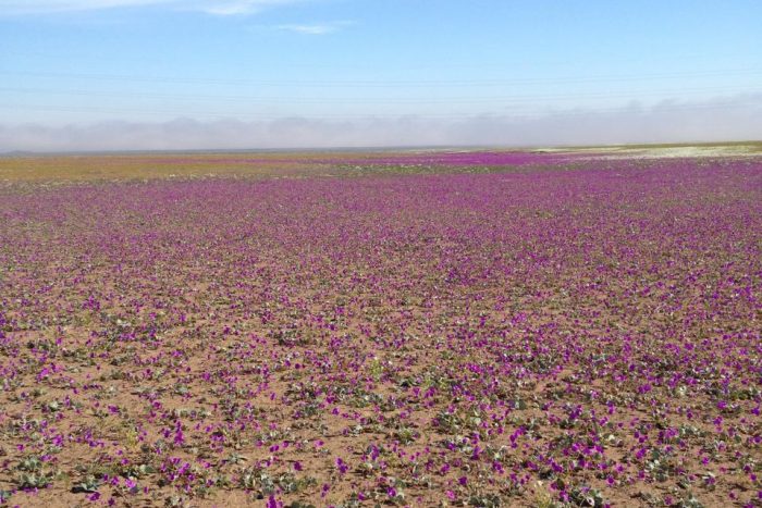 El despertar del desierto: primavera en Atacama y flores efímeras