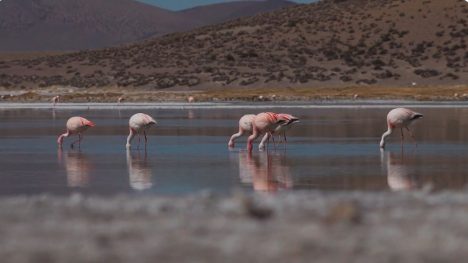 Por daño ambiental al Salar de Surire paralizan obras de minera de un ex socio de los Sauer