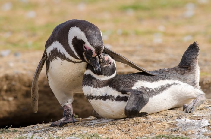 Regresan los pingüinos magallánicos y las navegaciones a Isla Magdalena y Marta