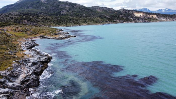 Bosques submarinos de algas subantárticas son nueva alternativa para captura de carbono