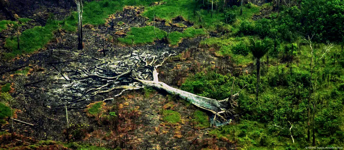 Una de cada tres especies de árboles en peligro de extinción