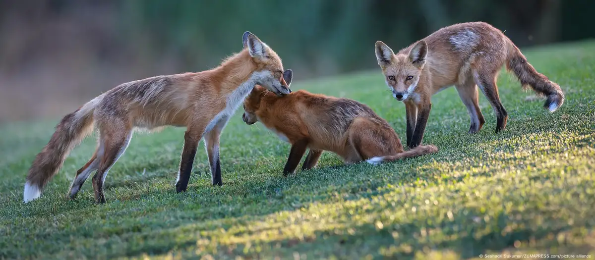 Estudio advierte del declive de fauna silvestre en el mundo