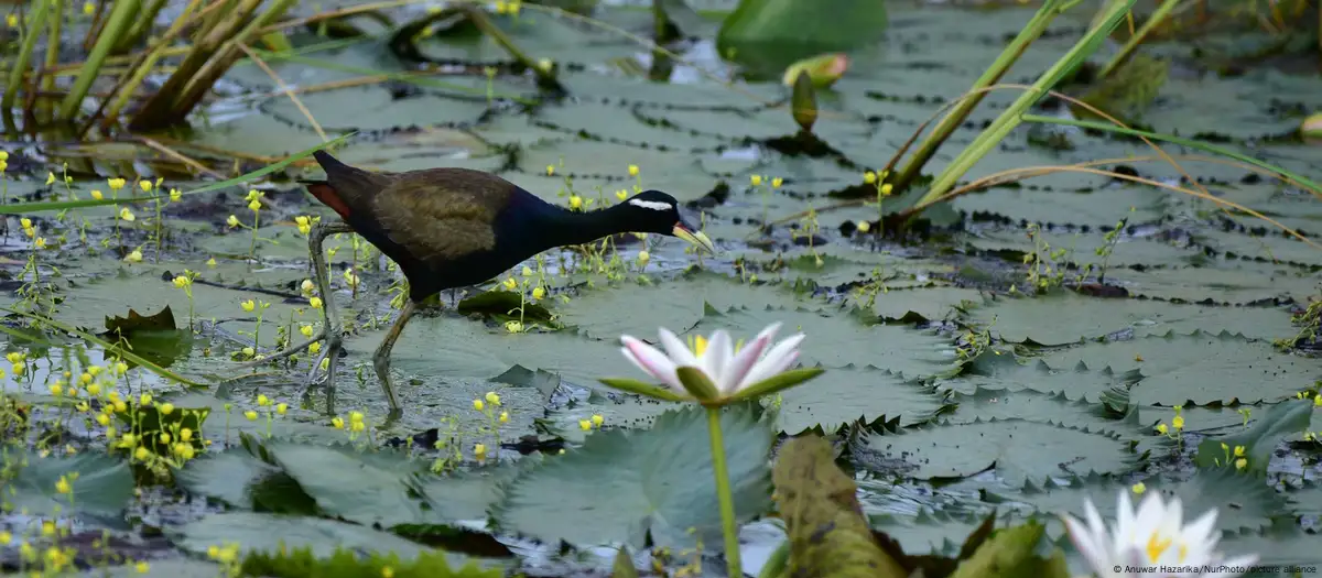 ¿Qué está en juego en las negociaciones sobre biodiversidad?