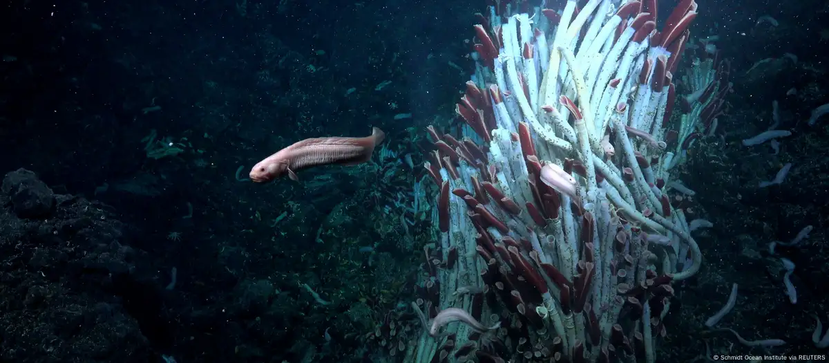 Encuentran vida animal desconocida debajo del lecho marino