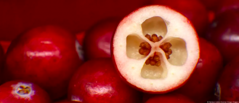 Arándano rojo, remedio natural contra infecciones urinarias