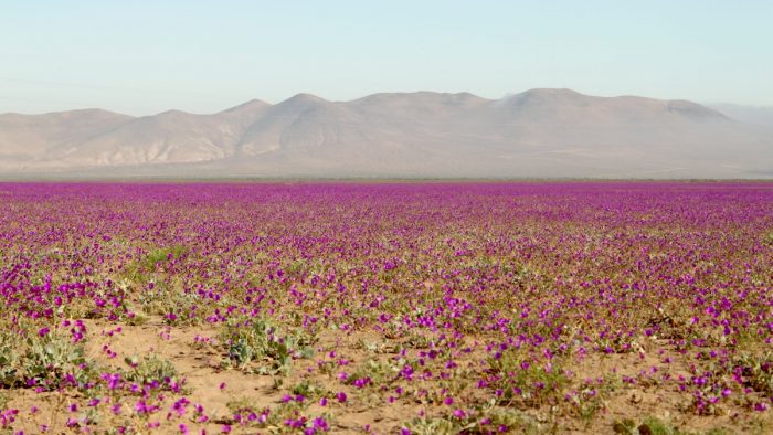 Chile busca conquistar los World Travel Awards con cinco nuevas nominaciones de sus destinos