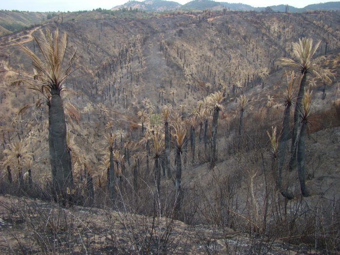 Palma chilena al borde la extinción local: investigadoras proponen seis acciones claves