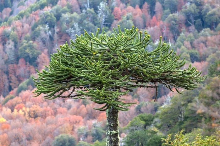 Estudian el efecto de los hongos en la adaptación de Araucaria araucana en terrenos incendiados