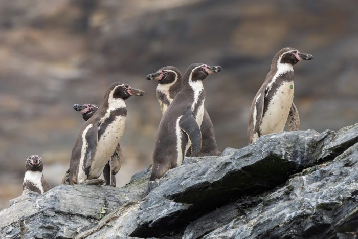 WWF muestra catastrófica caída de 73% en la vida silvestre mundial en los últimos 50 años