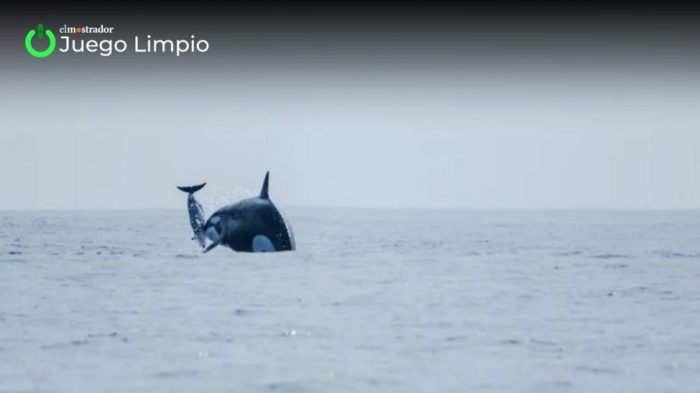 El espectáculo voraz de orcas en el norte de Chile (JUEGO LIMPIO)