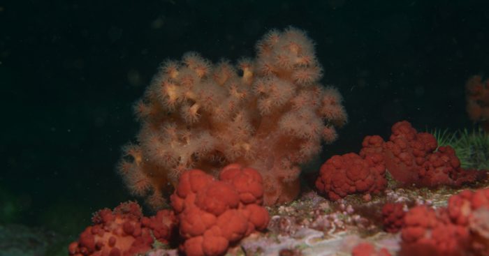 Investigación destaca la importancia de algas coralinas para combatir el cambio climático