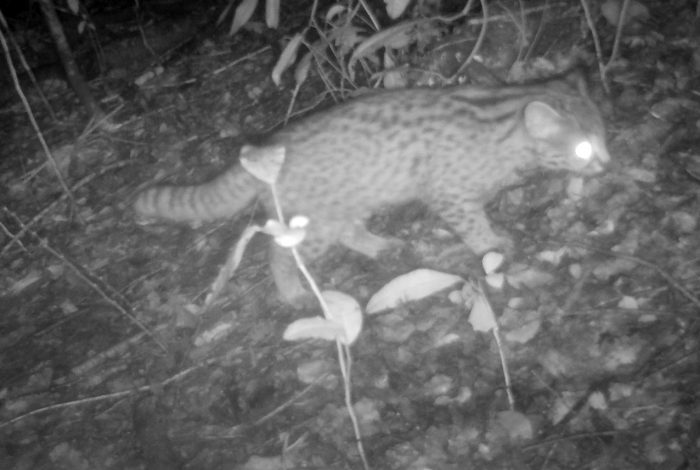 Perros amenazan hábitat de gato güiña y otras especies de fauna nativa