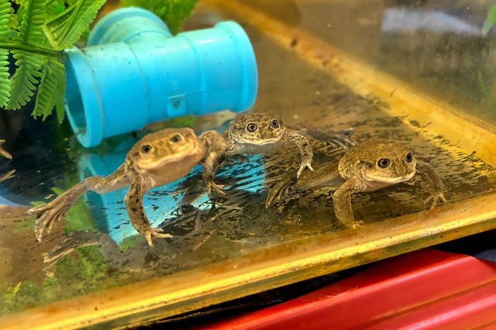 Ranitas del Loa retornan a Calama y se inaugura Centro de Biodiversidad y Conservación