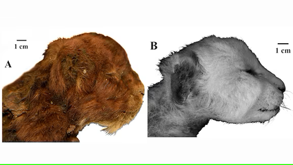 Cachorro congelado de 37.000 años revela secretos de los "dientes de sable"